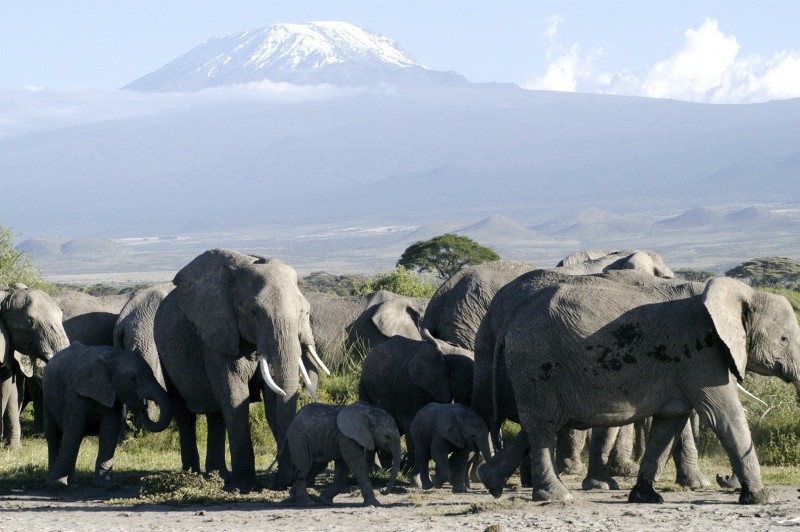 7 Days Kenya Wildlife Viewing Luxury Tour